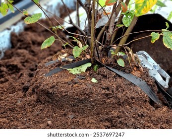 preparation for tying the root ball of tree in flower pot. mixed planting with perennials in white conical flowerpot at entrance to the glass office building. bind against refutation, cube, rectangle
