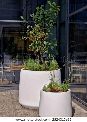 preparation for tying the root ball of a tree in a flower pot. mixed planting with perennials in a white conical flowerpot at the entrance to the glass office building. bind against refutation