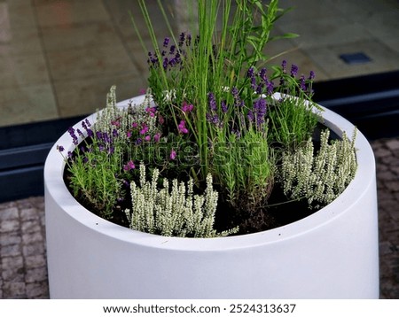 preparation for tying the root ball of a tree in a flower pot. mixed planting with perennials in a white conical flowerpot at the entrance to the glass office building. bind against refutation