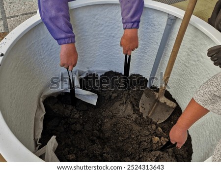 preparation for tying the root ball of a tree in a flower pot. mixed planting with perennials in a white conical flowerpot at the entrance to the glass office building. bind against refutation