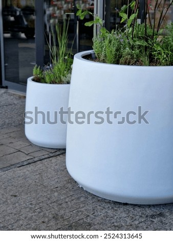 preparation for tying the root ball of a tree in a flower pot. mixed planting with perennials in a white conical flowerpot at the entrance to the glass office building. bind against refutation