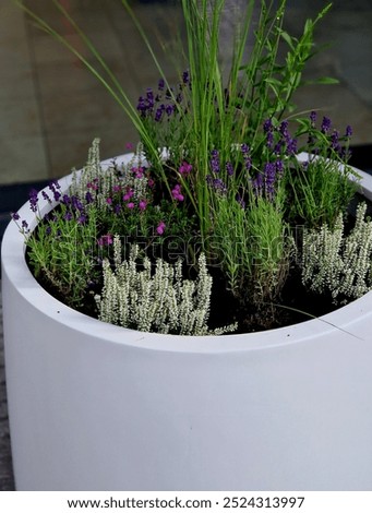 preparation for tying the root ball of a tree in a flower pot. mixed planting with perennials in a white conical flowerpot at the entrance to the glass office building. bind against refutation