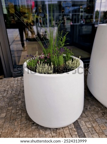 preparation for tying the root ball of a tree in a flower pot. mixed planting with perennials in a white conical flowerpot at the entrance to the glass office building. bind against refutation