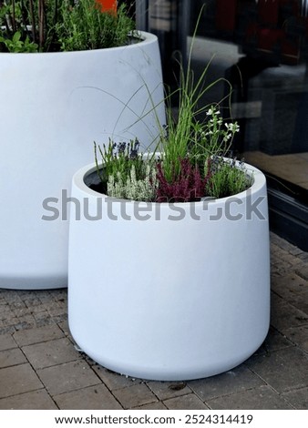 preparation for tying the root ball of a tree in a flower pot. mixed planting with perennials in a white conical flowerpot at the entrance to the glass office building. bind against refutation