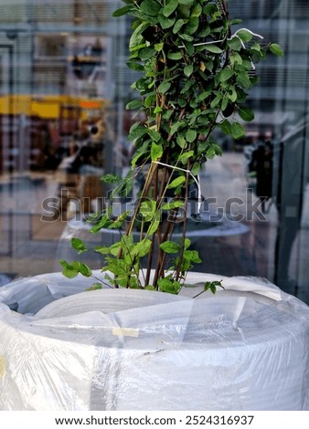 preparation for tying the root ball of a tree in a flower pot. mixed planting with perennials in a white conical flowerpot at the entrance to the glass office building. bind against refutation