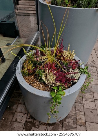 preparation for tying the root ball of a tree in a flower pot. mixed planting with perennials in a white conical flowerpot at the entrance to the glass office building. bind against refutation
