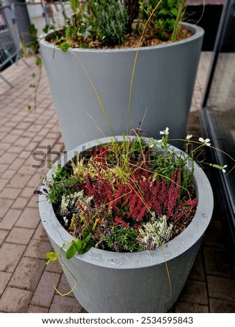 preparation for tying the root ball of a tree in a flower pot. mixed planting with perennials in a white conical flowerpot at the entrance to the glass office building. bind against refutation
