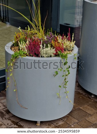 preparation for tying the root ball of a tree in a flower pot. mixed planting with perennials in a white conical flowerpot at the entrance to the glass office building. bind against refutation