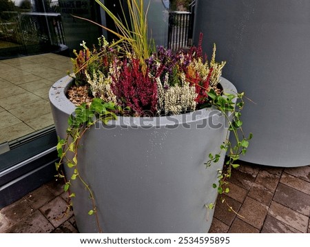 preparation for tying the root ball of a tree in a flower pot. mixed planting with perennials in a white conical flowerpot at the entrance to the glass office building. bind against refutation