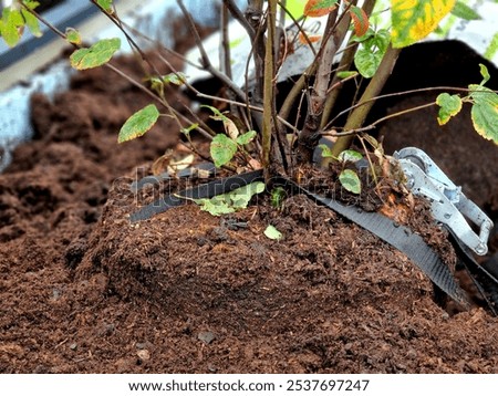 preparation for tying the root ball of tree in flower pot. mixed planting with perennials in white conical flowerpot at entrance to the glass office building. bind against refutation, cube, rectangle