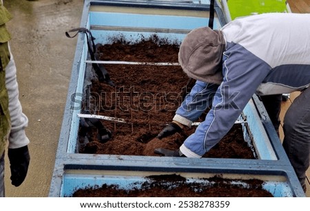 preparation for tying the root ball of tree in flower pot. mixed planting with perennials in white conical flowerpot at entrance to the glass office building. bind against refutation, cube, rectangle