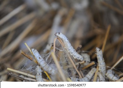Prepare to do cocoon silkworm, crawling slowly on the grass, very dense, Chinese Rural sericulture