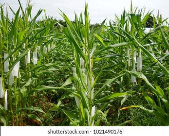 Prepare Female Flowers For Breeding, Plant Corn