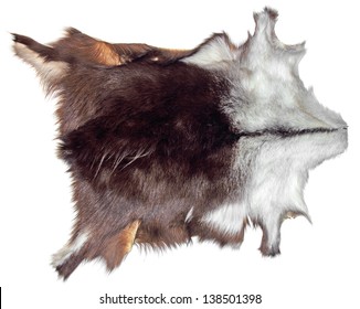Prepared skin, Shammy with fur serves as a decoration on the white wall 