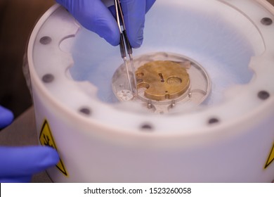 Preparing Cryo-electron Microscopy Grid Sample In Liquid Nitrogen With Protective Gloves