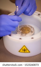 Preparing Cryo-electron Microscopy Grid Sample In Liquid Nitrogen With Protective Gloves