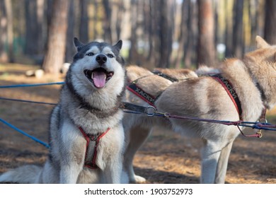Preparing for dog sledding in the forest. Translation: "Husky". - Shutterstock ID 1903752973