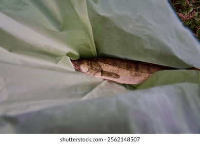 preparing fresh fish, that was caught in the Douro river in Portugal.