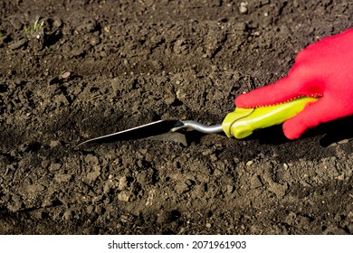 Preparing Garden Beds In Greenhouse In Early Spring. Home Gardening Concept. 