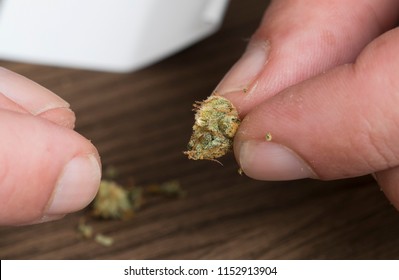 Preparing marijuana cigarette (cannabis, weed)