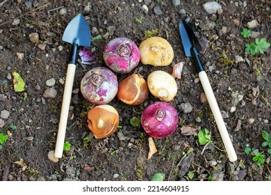 Preparing For Spring Planting Of Tulip Bulbs In A Flower Garden. Plant Tulip Bulbs In The Ground In Your Garden In The Fall. Natural Light, Selective Focus. 