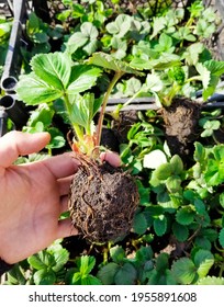 Preparing Strawbery Plant For Planting