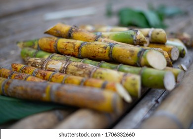 Preparing Sugar Cane For Feeding Elephants