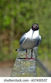 Prerow Gull