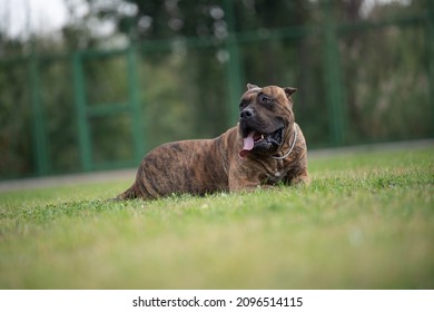 what breed of dog is a presa canario