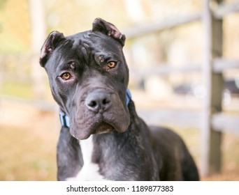 Perro De Presa Canario Images Stock Photos Vectors Shutterstock