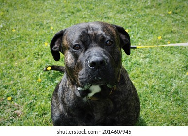 Presa Canario Dog Images Stock Photos Vectors Shutterstock