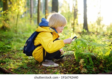Preschooler Junge erforscht die Natur mit Lupe. Kleines Kind sieht auf einem Farnblatt mit Lupe. Sommerurlaub für Kinder im Wald. Wandern. Boy-Scout