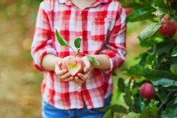 Preschooler Girl In Red And White Shirt Holding An Apple With Heart Shape Cut On It. Picking Ripe Organic Apples In Orchard Or On Farm On A Fall Day. Outdoor Autumn Activities For Kids