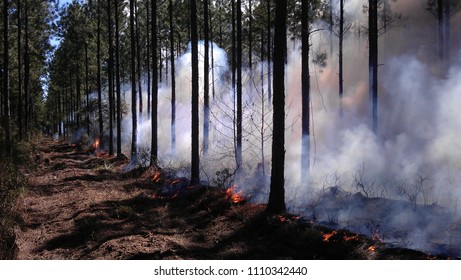 Prescribed Fire In Loblolly Pine