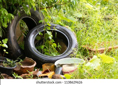 The Presence Of Dengue Vectors In Discarded Tires And Artificial Water Containers In Houses And Peridomestic Areas Breeding Grounds Of Mosquito , Gnats, Larvae In Rain Water 