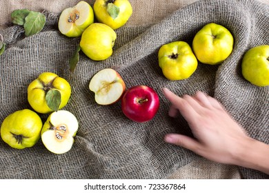 Present, Food, Autumn Concept. Arm Of Caucasian Man Looks Like An Arm Of Ghost, It Is Pointing On The Glowing Bright Crimson Apple That Is Surrounded By Quinces