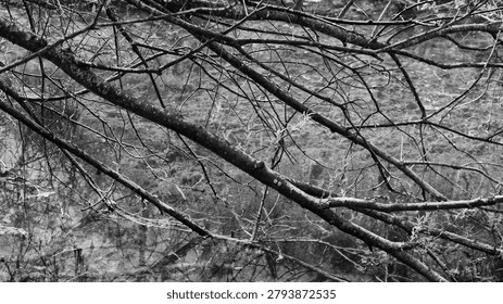 Presented in monochrome, the image becomes a study of texture, contrast, and natural structure. Interwoven branches form a complex network of lines across the water's surface, while subtle reflections create layered visual depth. Young leaves and submerged vegetation are translated into tonal variations that emphasize shape rather than color. The still water acts as a mirror, blending reality and reflection into a unified composition. The result is a quiet and contemplative scene that highlights the elegance of nature through form, light, and shadow.