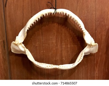 A Preserved Reef Shark Jaw Fishing Trophy Hangs Against A Wooden Wall.