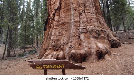 The President, Giant Forest, Sequoia National Park, California, USA