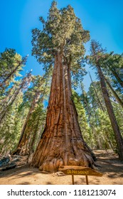 The President Tree Sequoia National Park