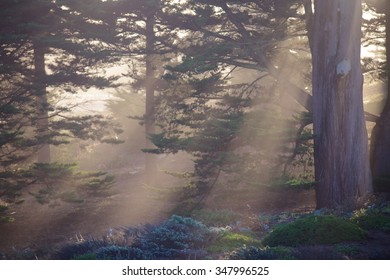 Presidio Park Cypress Trees, San Francisco