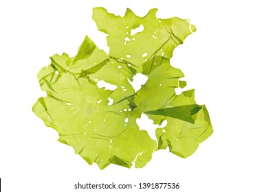 Pressed Beautiful Ulva Green Algae Seaweed