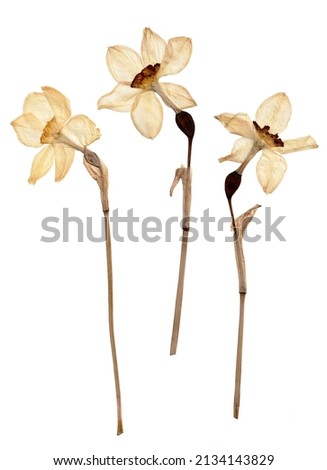 Pressed Daffodils. Dried Spring Flowers. Scanned Daffodils