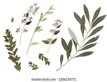 Pressed and dried bindweed flowers, olive leaves isolated on white background. For use in floral patterns, compositions, herbariums, scrapbooking, floristry.