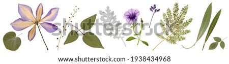 Pressed and dried clematis, bindweed flowers, olive leaves, acacia isolated on white background. For use in floral patterns, compositions, herbariums, scrapbooking, floristry.