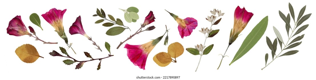 Pressed and dried creeper flowers, olive branch and leaves, plants on isolated white background. For use in floral patterns, compositions, herbariums, scrapbooking, floristry.