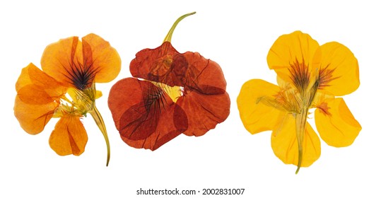 Pressed And Dried Delicate Orange, Yellow Flowers Nasturtium (tropaeolum). Isolated On White Background. For Use In Scrapbooking, Floristry Or Herbarium.