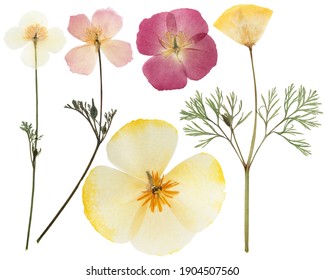 Pressed and dried delicate yellow flowers eschscholzia (eschscholzia Californica, California poppy). Isolated on white background. For use in scrapbooking, floristry or herbarium. - Shutterstock ID 1904507560