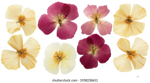 Pressed and dried delicate yellow flowers eschscholzia (eschscholzia Californica, California poppy). Isolated on white background. For use in scrapbooking, floristry or herbarium. - Powered by Shutterstock