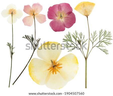 Pressed and dried delicate yellow flowers eschscholzia (eschscholzia Californica, California poppy). Isolated on white background. For use in scrapbooking, floristry or herbarium.